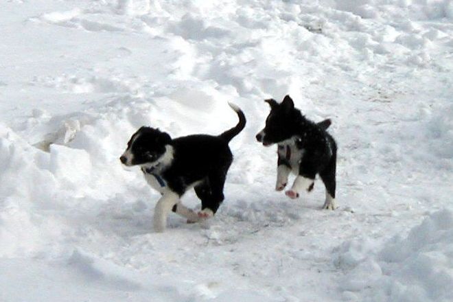 Two dogs running in the snow together.